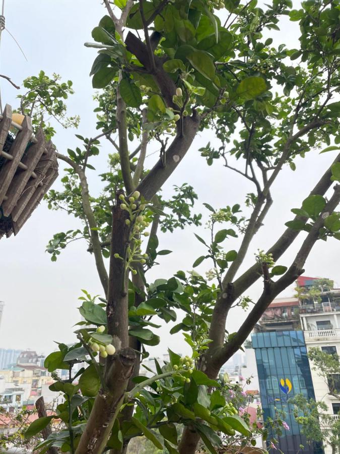 May Residence-800M From Opera House Hà Nội Ngoại thất bức ảnh